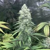 Full Purple Queen Strain plant with striking purple buds and lush yellow-tinged leaves.