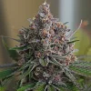 Close-up of Purple Queen Strain buds showing rich purple tones and abundant trichomes.