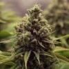 Detailed view of Purple Queen Strain bud with frosty trichomes and vivid purple highlights.