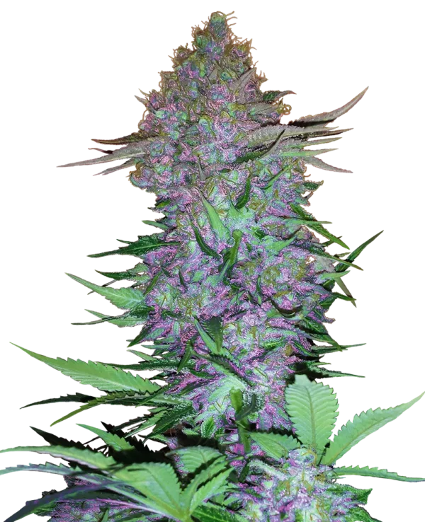 Vibrant Purple Skunk plant with purple-hued buds and green leaves, covered in a layer of sticky resin