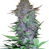 Vibrant Purple Skunk Auto strain buds with a mix of green and purple tones, covered in a layer of sparkling trichomes.