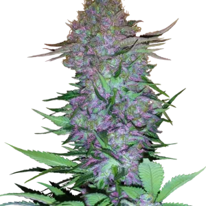 Vibrant Purple Skunk Auto strain buds with a mix of green and purple tones, covered in a layer of sparkling trichomes.