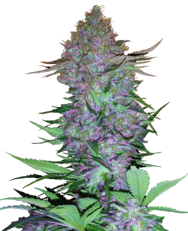 Vibrant Purple Skunk Auto strain buds with a mix of green and purple tones, covered in a layer of sparkling trichomes.