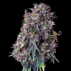 Purplematic CBD Strain plant showcasing lush, deep purple buds under ideal indoor lighting.