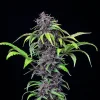 Close-up of Purplematic CBD Strain, featuring dark purple buds with fine orange pistils.