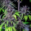 Purplematic CBD Strain plant with multiple buds rich in CBD, displaying vibrant purple and green tones.