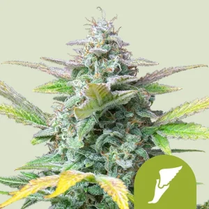 Dense buds of Quick One Auto Strain covered in glistening trichomes, promising a potent yield.