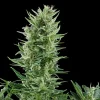 Quick One Auto Strain plant showcasing a robust structure and resin-coated colas under natural light.