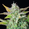 Close-up of Quick One Auto Strain, highlighting frosty buds and vibrant green leaves.