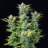 Quick One Auto Strain plant with multiple colas, ready for a quick and rewarding harvest.