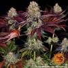 Healthy Runtz x Layer Cake plant under grow lights, full of aromatic buds