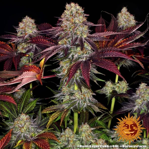 Healthy Runtz x Layer Cake plant under grow lights, full of aromatic buds
