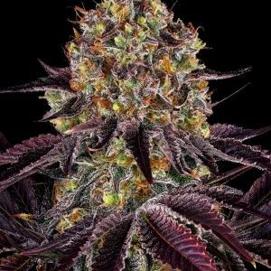 Runtz x Layer Cake strain showing its characteristic resinous buds and lush foliage.