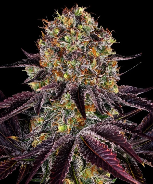 Runtz x Layer Cake strain showing its characteristic resinous buds and lush foliage.