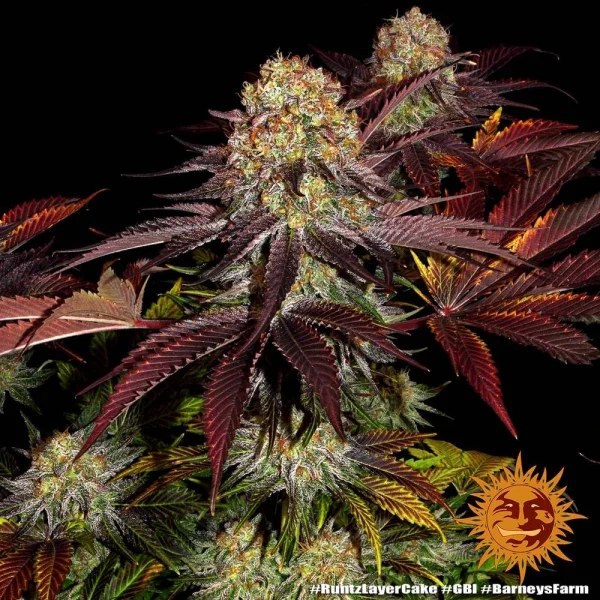 Close-up of Runtz x Layer Cake cannabis plant with vibrant green leaves and frosty buds.