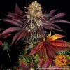 Runtz x Layer Cake strain flowering with dense buds covered in sparkling trichomes.