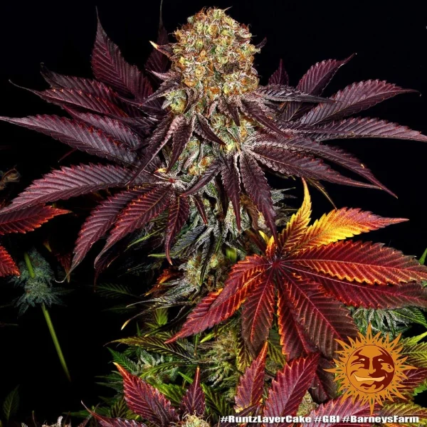 Runtz x Layer Cake strain flowering with dense buds covered in sparkling trichomes.