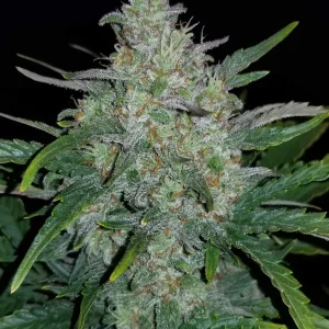 Rhino Ryder Auto cannabis plant with dense, frosty buds and vibrant green leaves under indoor lighting