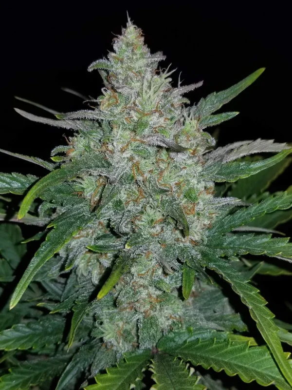 Rhino Ryder Auto cannabis plant with dense, frosty buds and vibrant green leaves under indoor lighting