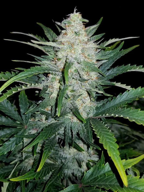 Detailed view of Rhino Ryder Auto cannabis plant with resinous buds and robust green foliage