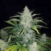 Close-up of Rhino Ryder Auto strain showing thick buds covered in trichomes and dark green leaves
