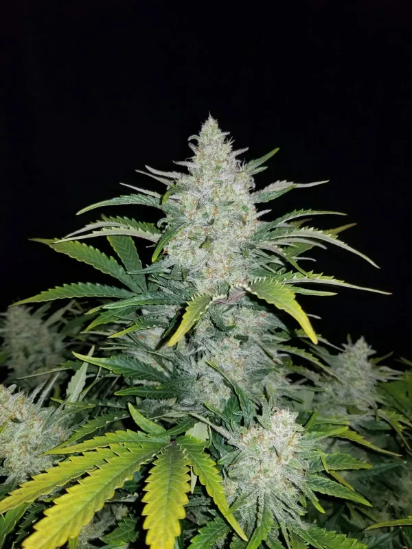 Close-up of Rhino Ryder Auto strain showing thick buds covered in trichomes and dark green leaves