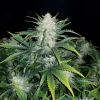 Mature Rhino Ryder Auto plant with dense trichome-covered buds and lush green leaves