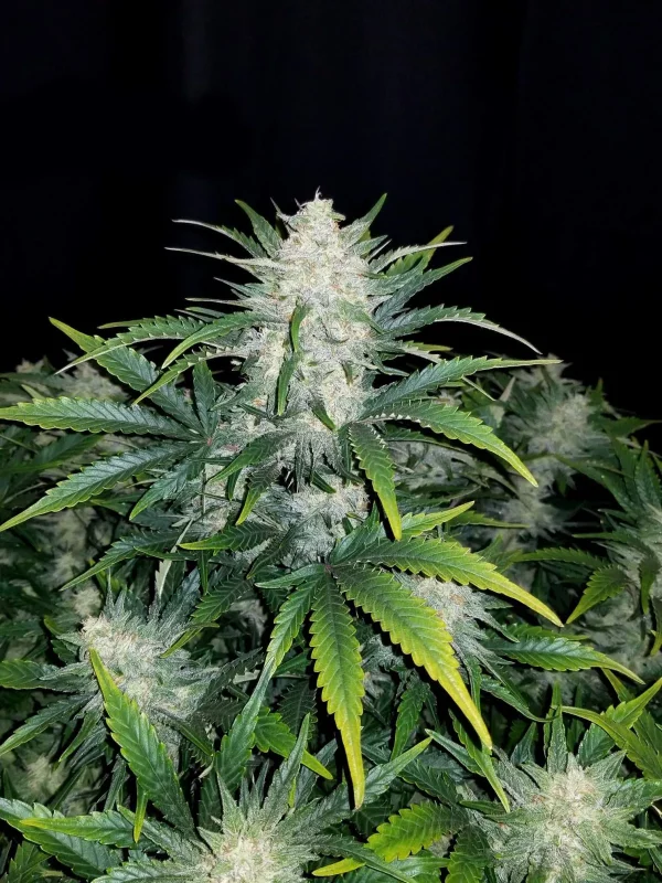 Mature Rhino Ryder Auto plant with dense trichome-covered buds and lush green leaves