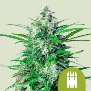 Dense bud structure of the Royal AK Auto Strain with vibrant pistils and resin.