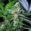 Close-up of Royal AK Auto Strain showcasing its trichome-rich buds.