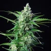 Tall Royal AK Auto Strain plant with lush, frosty buds under indoor lighting.