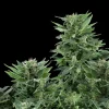 Royal AK Auto Strain plant displaying multiple resinous buds on strong branches.