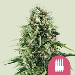 Royal AK Strain with dense buds and a vibrant resin coat, ideal for potency enthusiasts.