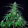 A tall Royal AK Strain plant under lights, showcasing vigorous growth and lush foliage.