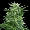 Close-up of Royal AK Strain, capturing sparkling trichomes and vivid green leaves.