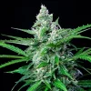 Mature Royal AK Strain with compact buds and robust branches ready for harvest.