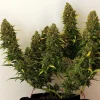 Mature Royal Bluematic Auto Strain plant displaying several buds under indoor lighting.