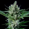 Royal Bluematic Auto Strain with compact buds and trichomes, set against a dark background.