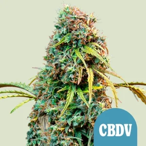 Royal CBDV Auto Strain plant showcasing dense buds with vibrant green and purple hues under natural light.