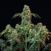 Close-up of Royal CBDV Auto Strain’s thick colas with lush foliage and unique coloration.
