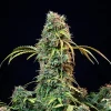Royal CBDV Auto Strain displaying rich trichome coverage and a striking blend of green and purple tones.