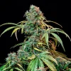 Lush Royal CBDV Auto Strain plant with multiple thick buds and healthy, broad leaves.