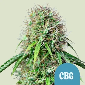 Royal CBG Auto Strain showcasing dense buds and vibrant green leaves with resinous trichomes.