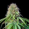 Close-up of Royal CBG Auto Strain's buds, featuring orange pistils and crystal-coated calyxes