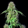 Royal CBG Auto Strain plant with well-structured, tall colas covered in CBG-rich trichomes.