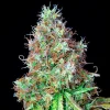 Vibrant Royal CBG Auto Strain flowers with colorful pistils and a rich layer of resin.