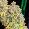 Royal Cheese Auto Strain displaying vibrant green buds with amber pistils.