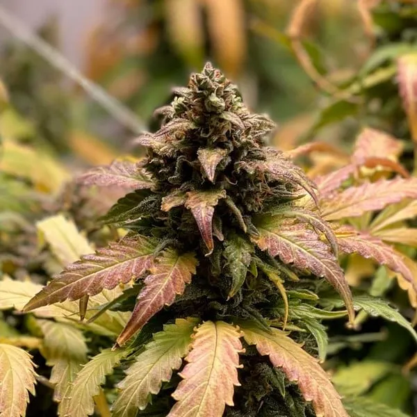 Royal Cheese Auto Strain with purple-tinged leaves and resinous buds.