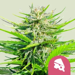 Royal Cheese Fast Strain showcasing dense, resin-rich buds and vibrant green foliage.