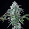 Royal Cheese Fast Strain plant displaying robust growth and thick, aromatic colas.